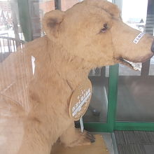 この熊さんは、新しい所に連れて行って貰えないのかな…