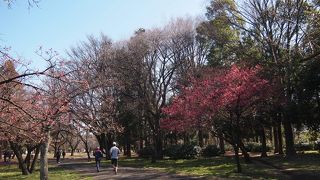 武蔵野の自然を感じる公園