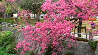 那覇市中心部のサクラの名所