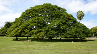 この～樹なんの樹　気になる樹～♪の巨樹・モンキーポッドが拝める公園！
