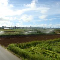 サトウキビ畑（少しだけ）