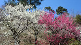 見納め（梅の公園）１２６０本伐採　３月末まで最後の梅まつり