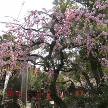 しだれ梅。この奥の朱色の玉垣がある所が芸能神社。