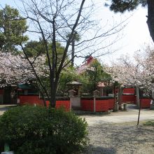 芸能神社の周りに早咲きの桜が見頃。