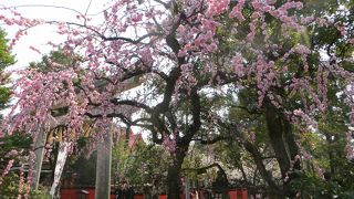 しだれ梅と早咲きの桜。