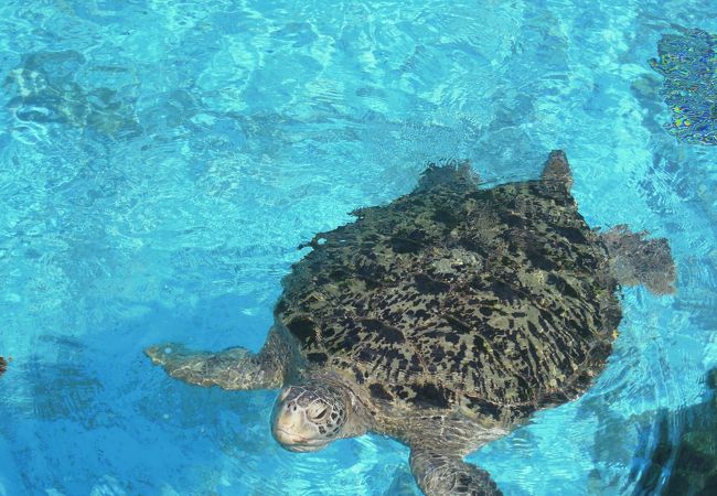 ウミガメ館 クチコミ アクセス 営業時間 美ら海 本部 今帰仁 フォートラベル