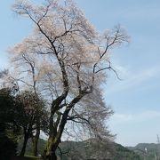 樹齢400年を越える吉良のエドヒガン、今も花が沢山咲く