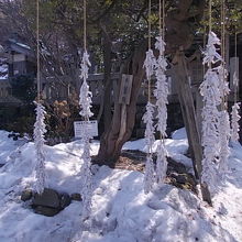 沢山吊るされた結び御神籤の様子