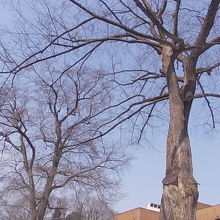 建物前の楡の木は新渡戸夫人から寄贈された由緒あるものです