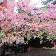 神社の境内の花