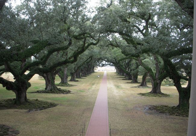 樹齢３００年以上の樫の木が並んでいます。