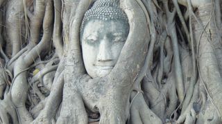 菩提樹に埋もれた仏像がある