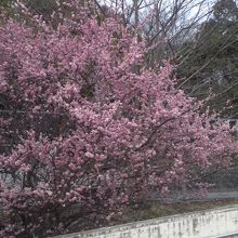SB席に行く途中に桜があるのだ