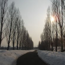 もう並木、と言っても違和感がないレベルですね