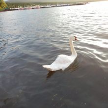 白鳥がいました