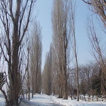 南側入口から見たポプラ並木の様子