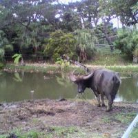 水牛もいました
