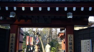 たくさんの狸の置物があります