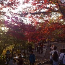 紅葉が綺麗でした