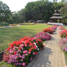 池の横の花道