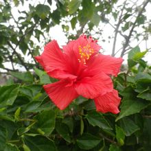 お花が咲いていました