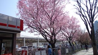 西口の桜が綺麗です。