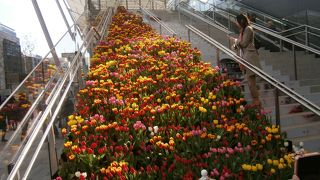 チューリップ祭り