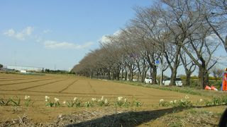 もうすぐさくらまつり