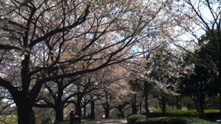 花見の名所です