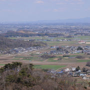 カタクリが咲く関東北辺の低山