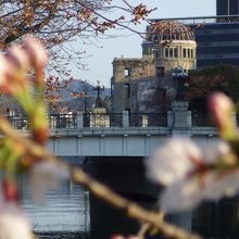 咲き始めの桜と原爆ドームが...(T_T)