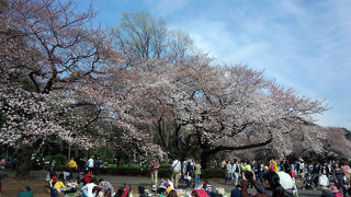 桜の季節にぜひ一度！！