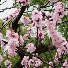 美しい梅の花が咲いていました。