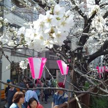 花びらも一つ二つ風に乗って舞ってます