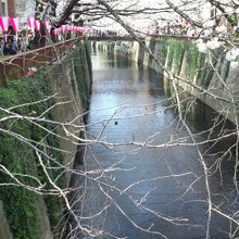 蕾のもあります。