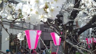３月２９日の桜にすごい人出