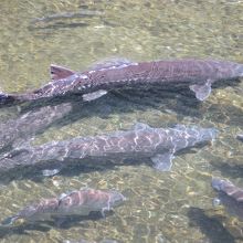 巨大な鯉？と思いきやなんと「チョウザメ」が･･キャビアか・・