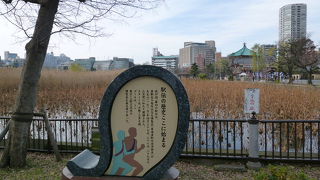 一面が蓮で覆われています！