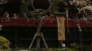 １５０年ぶりに復活した「月の松」を見に行こう！