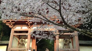 枝垂桜が素晴らしい！