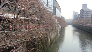 来週にかけて見頃