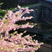 河津桜