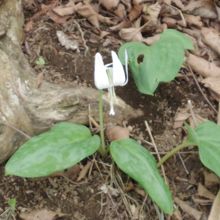 珍しいシロバナカタクリ