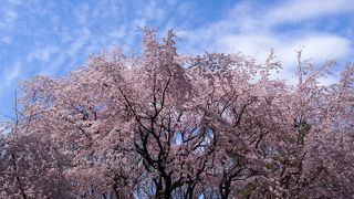 しだれ桜を愛でに六義園へ