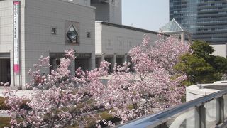 早咲きの桜