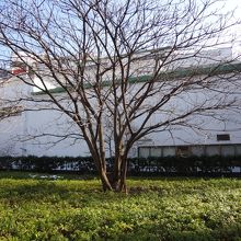 自宅から移植された本物です