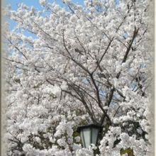 本当に綺麗な桜の木ですね。