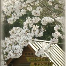 何度見ても綺麗な桜です