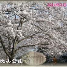 確かに自慢できる仁比山公園の桜ですね。