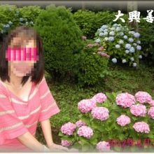 少しばかりの紫陽花を見る事ができました